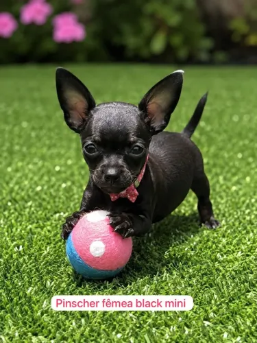 Pincher fêmea Black mini Encontre Sua Nova Melhor Amiga