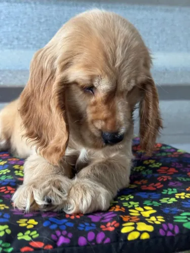 Cocker Spaniel Inglês | Seu filhote pode chegar hoje- Chama no WhatsApp