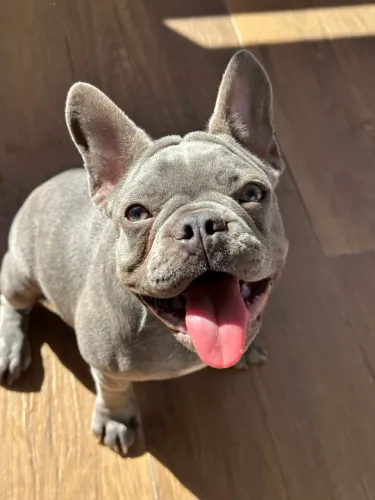 Vendo Bulldog francês Blue, fêmea 