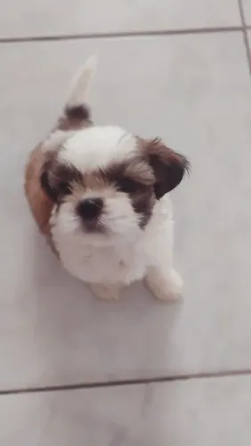 Shih tzu filhote