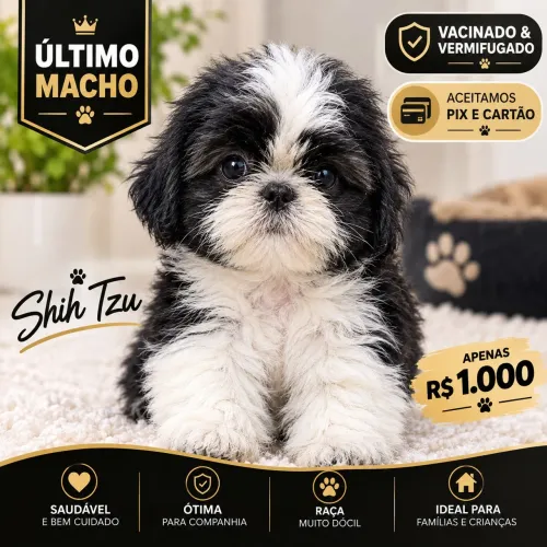 Filhote de Shih Tzu Macho - Vacinado e Vermifugado