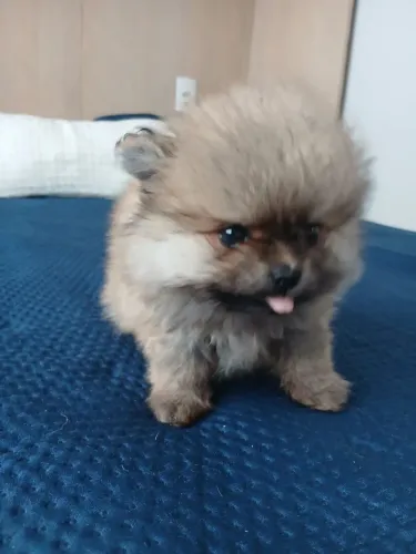 Vende-se filhote de Spitz alemão fêmea