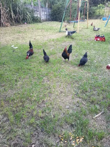 Casal de garnisé mini
