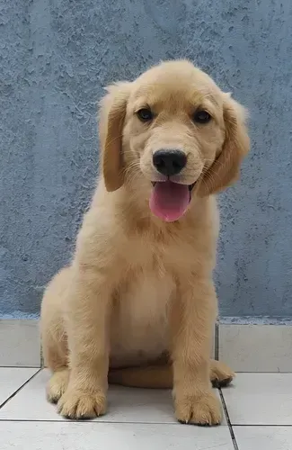 DOAÇÃO DE GOLDEN RETRIEVER COM 4 MESES