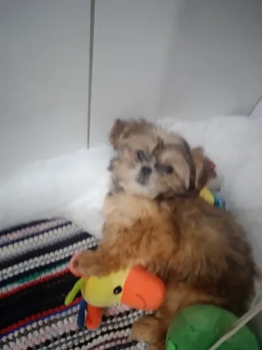 Shtzu