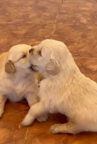 GOLDEN RETRIEVER PURO