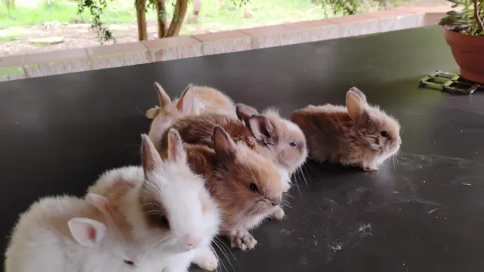 Mini Coelhos 