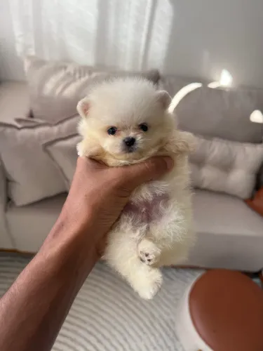 Spitz alemão branco