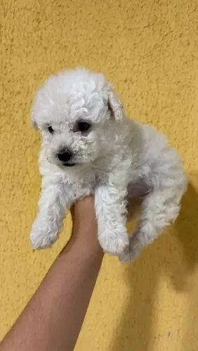 Filhote de poodle