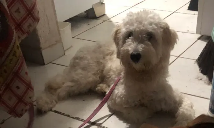 Poodle para adoção responsável
