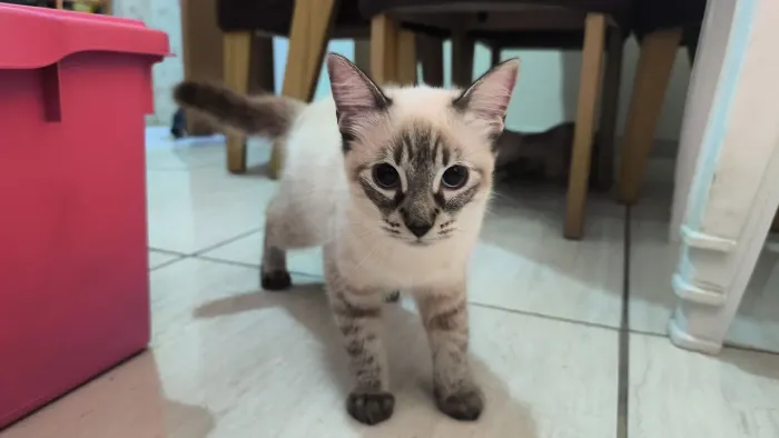 Gatinha fêmea super dócil