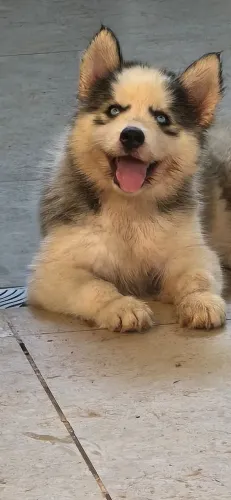 Filhotes de husky siberiano