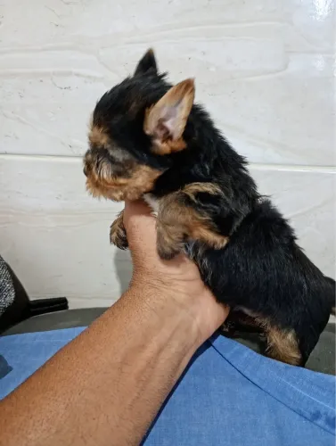 Vendo lindo filhote de yorkshire macho mini