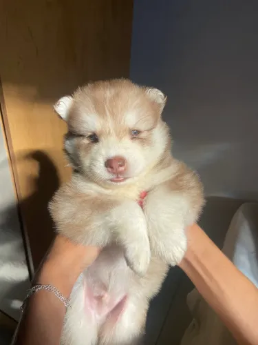 HUSKY SIBERIANO 