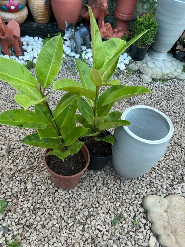 Ficus elástica sheveriana 