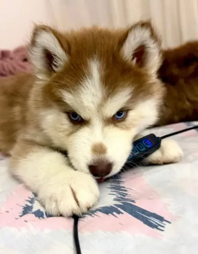 Doase-se filhote de husky siberiano