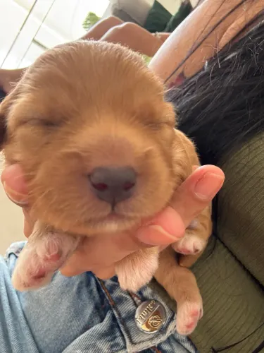 Cachorro Podler