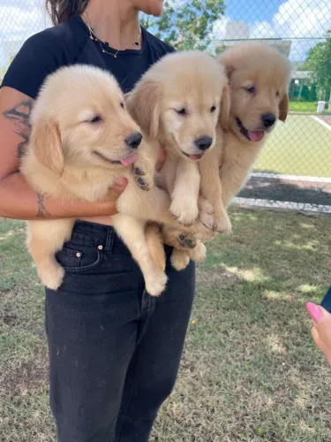 Filhotes de Golden Retriever