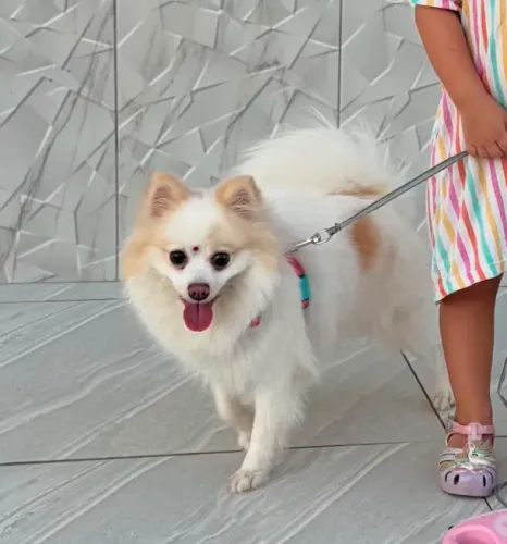 Spitz Alemão, Fêmea, 2 anos.