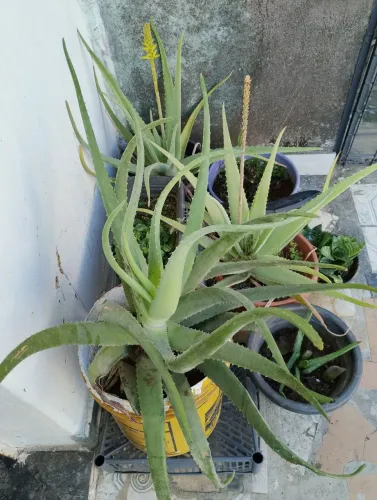 Aloe Vera ou Babosa
