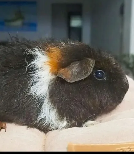 Porquinho da índia US TEDDY Machos