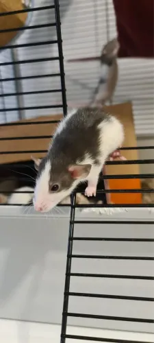 Ratos Roan p/pet