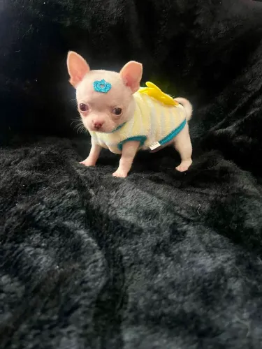 Chihuahua macho minusculo
