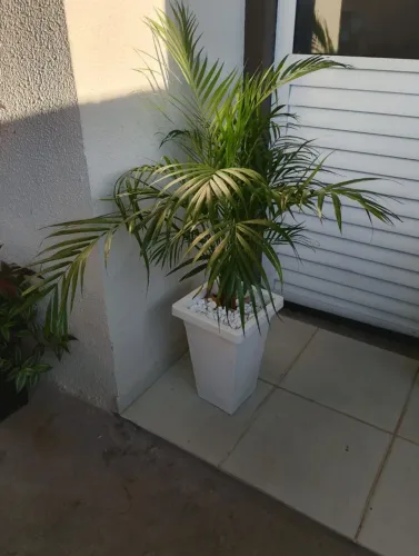 Vendo lindas plantas ornamentais