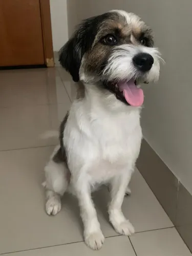 Estou doando cachorrinha 