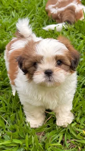 ? SHIH TZU MACHO TRICOLOR - 60 DIAS ?