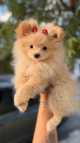 Spitz alemão fêmea