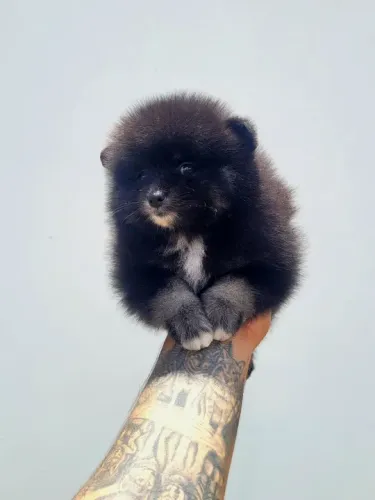Spitz Alemão - Lulu da Pomerânia - com pedigree CBKC