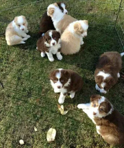 Filhote border collie, Pronto para um novo amor incondicional?
