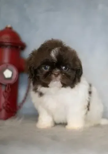 Filhote de Shih-Tzu Fêmea: Pequena Encantadora para Grande Felicidade