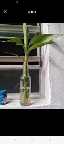 Bambu da Sorte