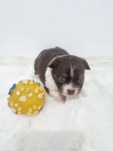 Chihuahua macho Pêlo longo chocolate com branco. Menino disponivel para reserva