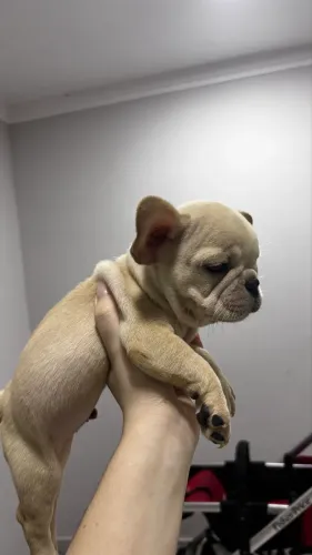 Bulldogue Francês 
