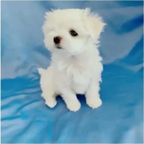 Maltês Mini White Fêmea - Um Verdadeiro Tesouro em Forma de Cão!