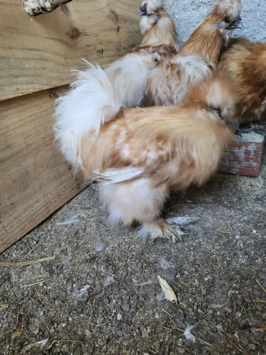 Sedosa do Japão.  GALO ALTO PADRÃO 