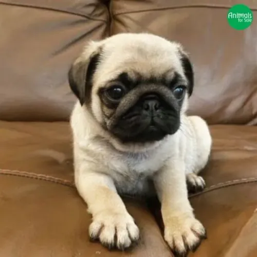 Filhotes de pug pelos que aquecem o coração e alma