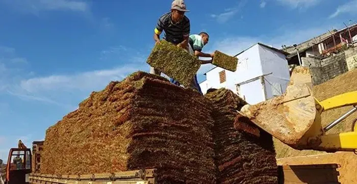 Grama em placas para seu jardim mínimo 500 mts somos de Itapetininga 