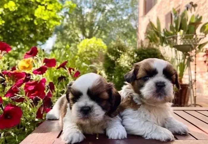 Shih Tzu Tricolor Fêmea - Pequena, Alegre e Cheia de Carinho!