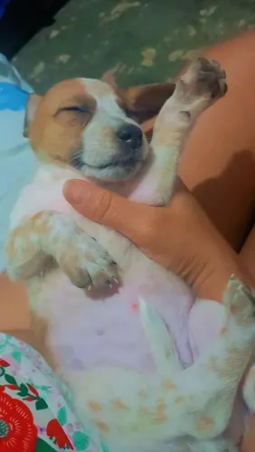 Cachorros porte pequeno