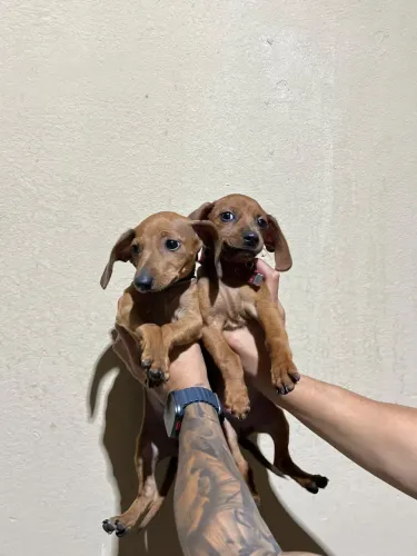 Filhote de Basset 2 meses casal