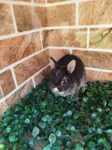 Mini coelho