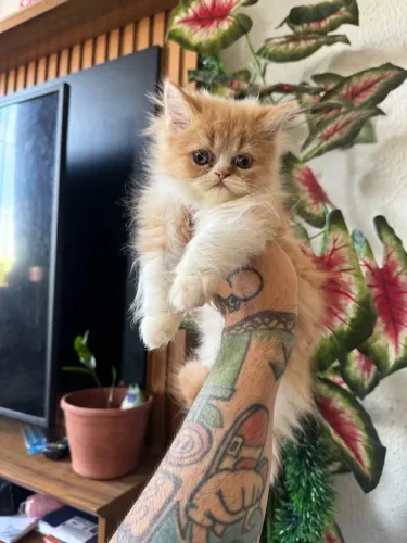 Filhote de Gato Persa Fêmea c/Pedigree ( Alto padrão )