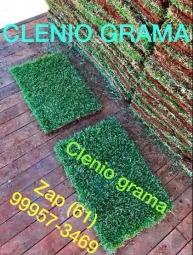 Grama esmeralda e batatais