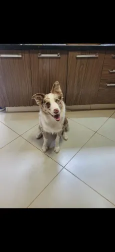 Se o pai é Lindo assimmmm, Imagina os Filhotes!! - Machos Disponiveis