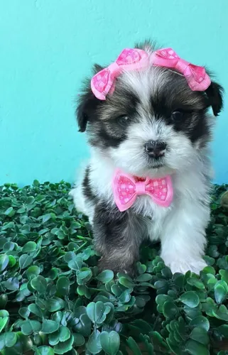 Shih Tzu Mini FÊMEA é Macho disponível 