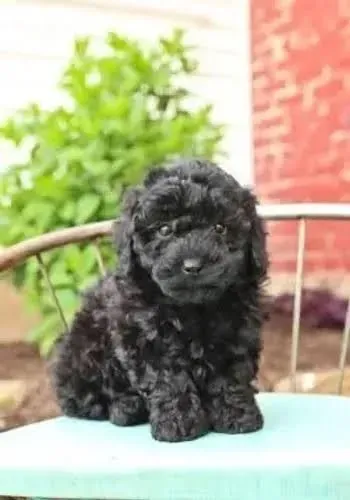 Poodle preto macho